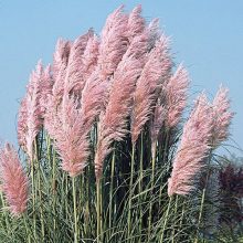 Rózsaszín pampafű - Cortadeira selloana Rosea