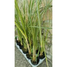 Rózsaszín pampafű - Cortadeira selloana Rosea