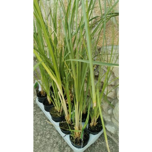 Rózsaszín pampafű - Cortadeira selloana Rosea