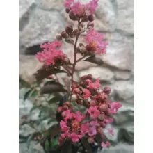 Lagerstroemia indica Red Imperator - Selyemmirtusz