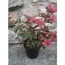 Lagerstroemia indica Red Imperator - Selyemmirtusz