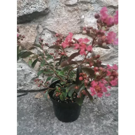 Lagerstroemia indica Red Imperator - Selyemmirtusz