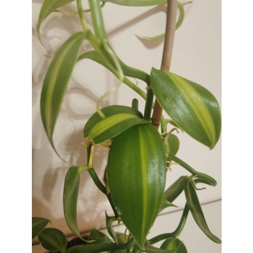 Vanilia planifolia 'Variegata'