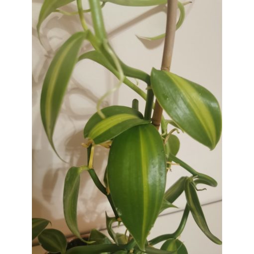 Vanilia planifolia Variegata