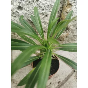 Madagaszkári pálma - Pachypodium lamerei