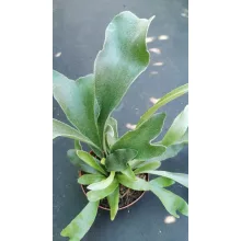 Platycerium bifurcatum - Szarvasagancs páfrány