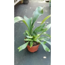 Platycerium bifurcatum - Szarvasagancs páfrány