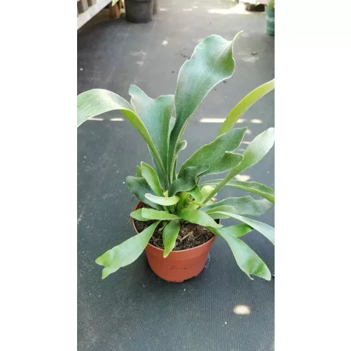 Platycerium bifurcatum - Szarvasagancs páfrány