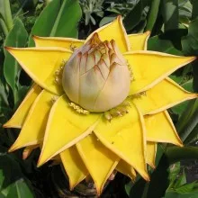 Aranylótusz banán - Musella lasiocarpa