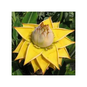 Aranylótusz banán - Musella lasiocarpa