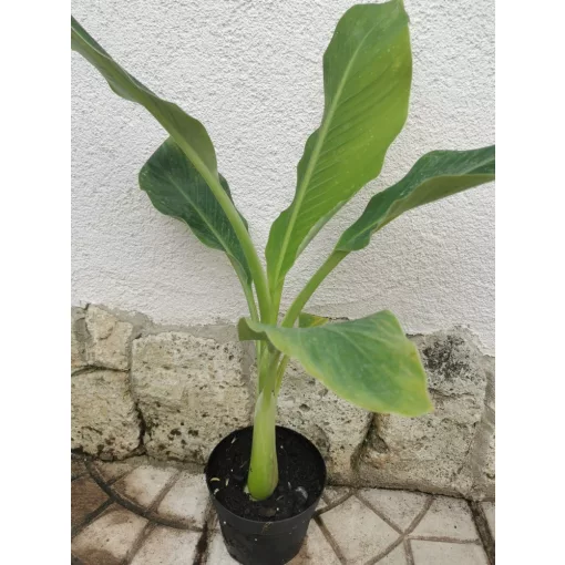 Aranylótusz banán - Musella lasiocarpa