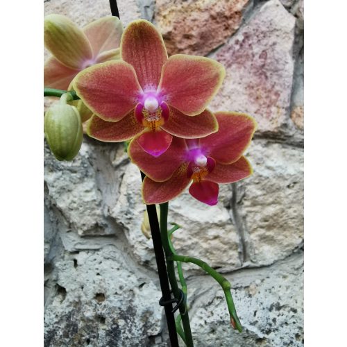 Phalaenopsis 'Sogo Allen'