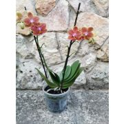 Phalaenopsis 'Sogo Allen'
