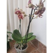 Phalaenopsis multiflora 'FC Valley Dew'
