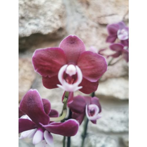 Phalaenopsis 'Kaoda Twinkle'