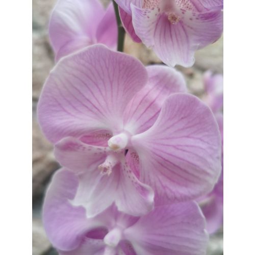 Phalaenopsis 'Big Lip Rose'