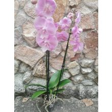 Phalaenopsis Big Lip Rose