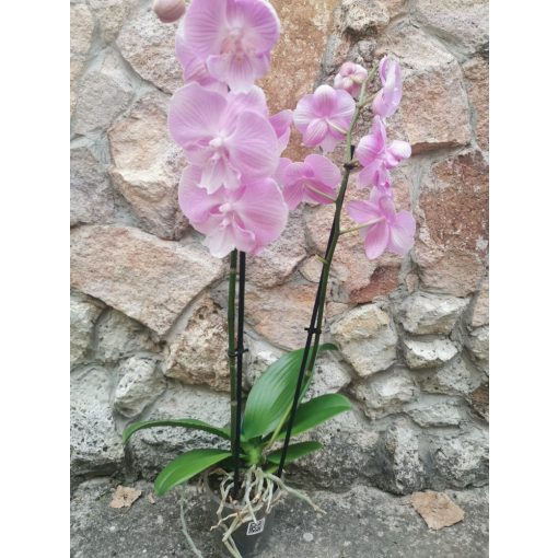 Phalaenopsis Big Lip Rose