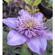 Clematis Multi Blue