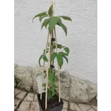 Clematis Multi Blue
