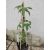 Clematis Rouge Cardinal