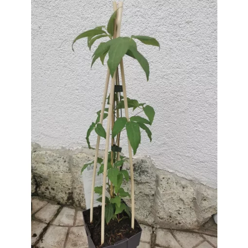 Clematis Rouge Cardinal