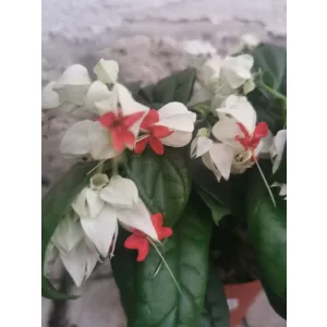 Vérző végzetcserje - Clerodendrum thomsoniae