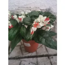 Vérző végzetcserje - Clerodendrum thomsoniae