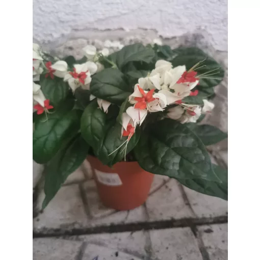 Vérző végzetcserje - Clerodendrum thomsoniae