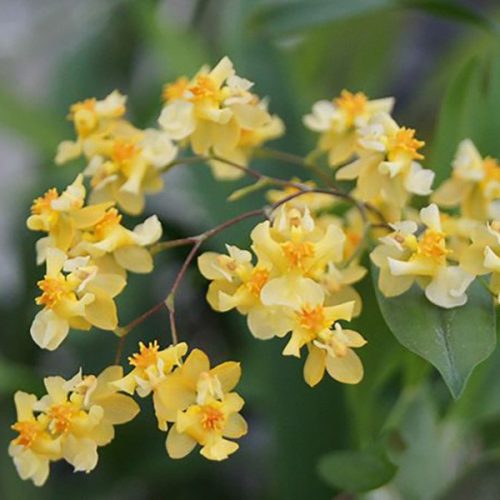 Lepkekosbor - Oncidium 'Twinkle Yellow'