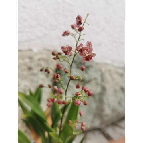 Lepkekosbor - Oncidium 'Twinkle Purple'