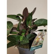 Hunyor - Helleborus lividus Purple Price