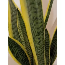 Anyósnyelv - Sansevieria Laurentii
