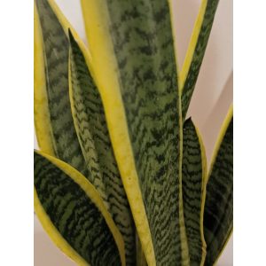 Anyósnyelv - Sansevieria Laurentii