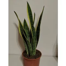 Anyósnyelv - Sansevieria Laurentii