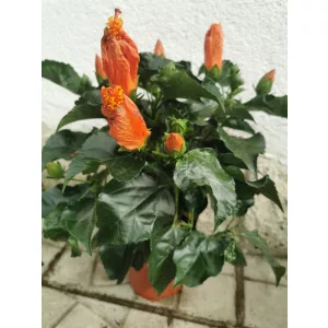 Hibiscus Sunny Orange