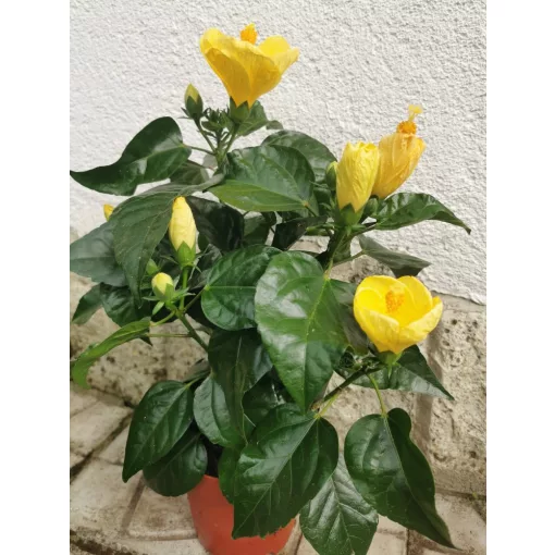 Hibiscus Sunny Prince