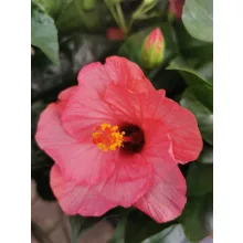 Hibiscus Sunny Venetie - Hibiszkusz