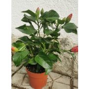 Hibiscus 'Sunny Venetie'