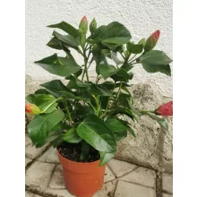 Hibiscus Sunny Venetie - Hibiszkusz