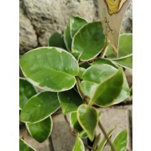 Hoya carnosa Krimson Queen