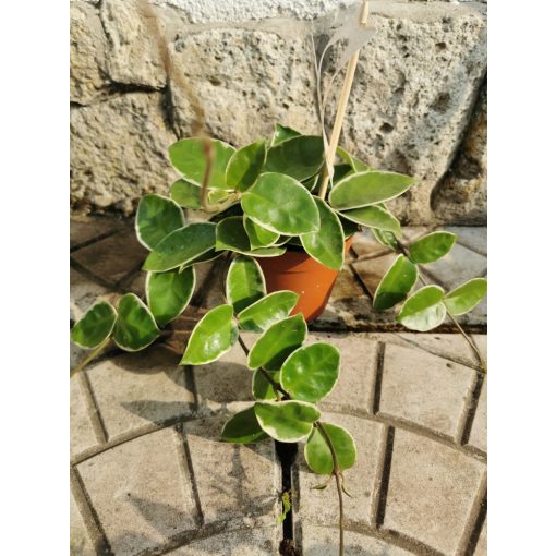 Hoya carnosa Krimson Queen