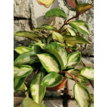 Hoya carnosa Tricolor