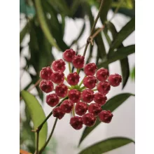 Hoya wayetii