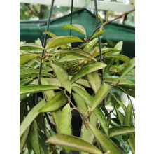 Hoya wayetii