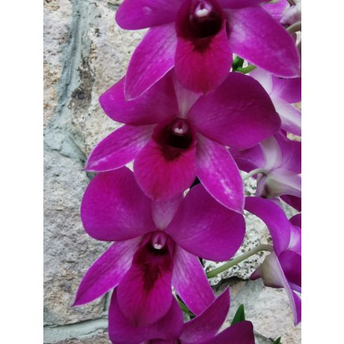 Dendrobium-phalaenopsis sp. 1