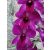 Dendrobium-phalaenopsis sp. 1