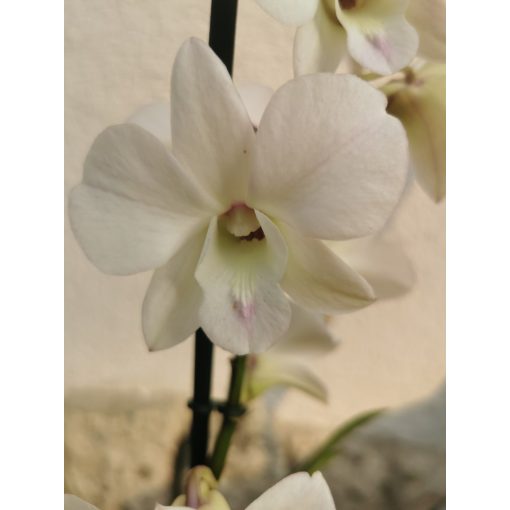 Dendrobium-phalaenopsis White Surprise