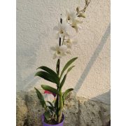 Dendrobium-phalaenopsis 'White Surprise'