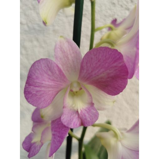 Dendrobium-phalaenopsis Summer Candy